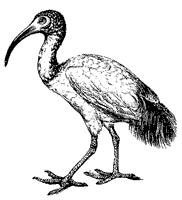 Ibis