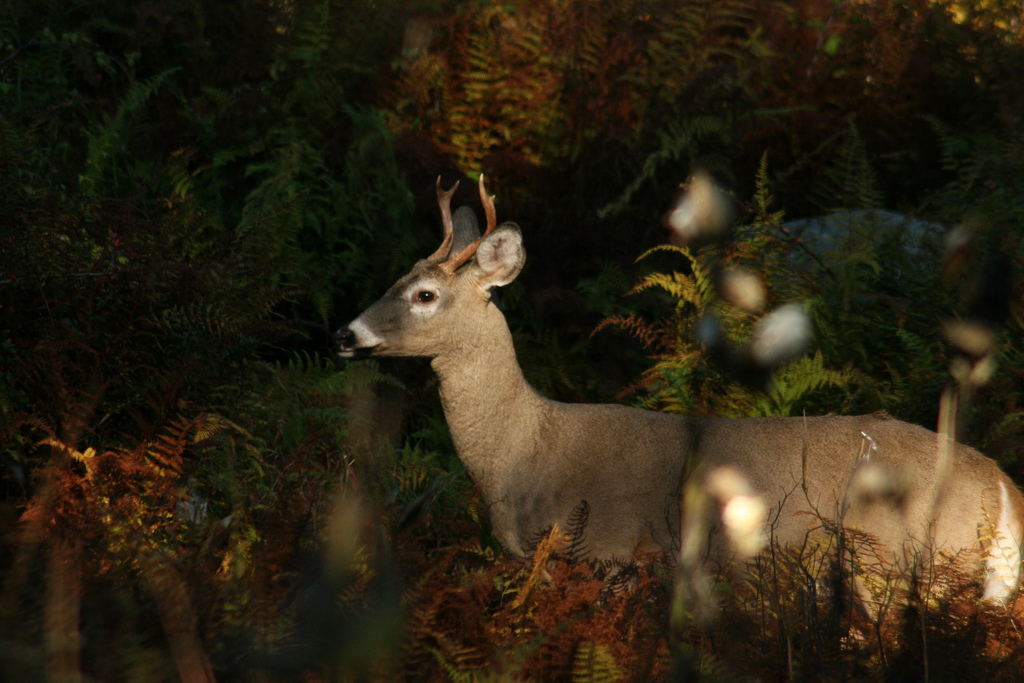 Morning Buck