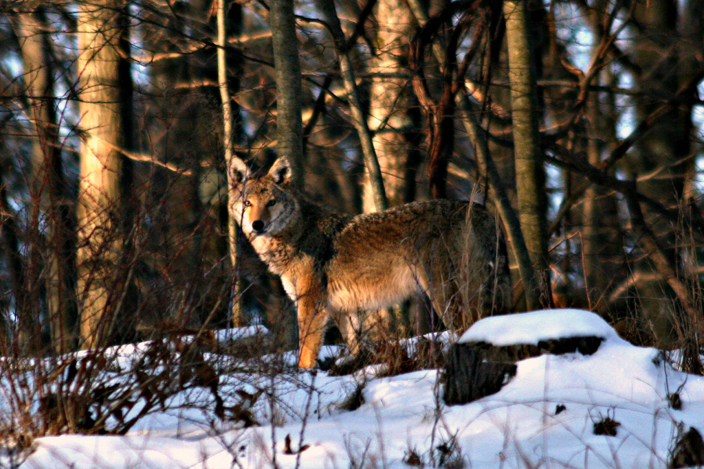 Coyote