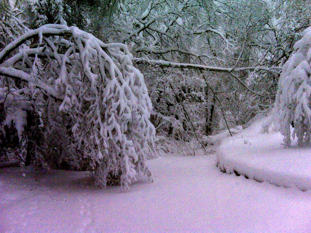 Snow - February, 2010