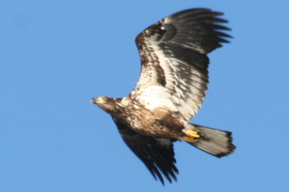 Bald Eagle