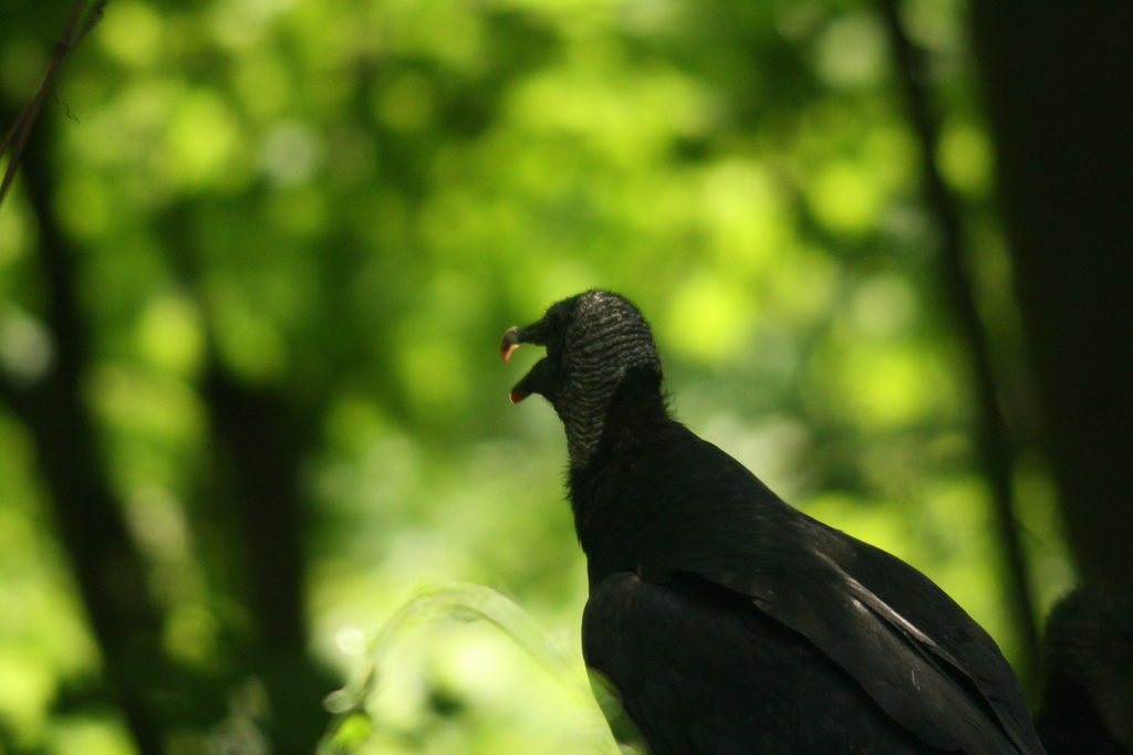 Black Vulture