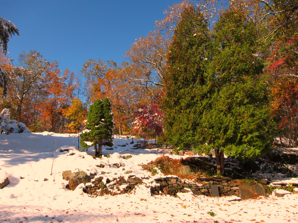 Snow Foliage