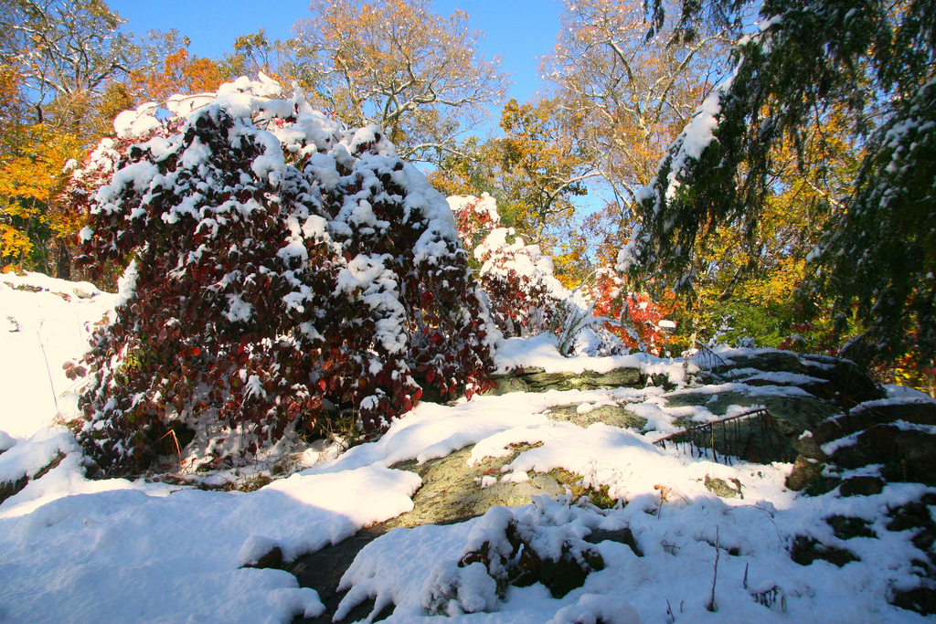 Snow Foliage