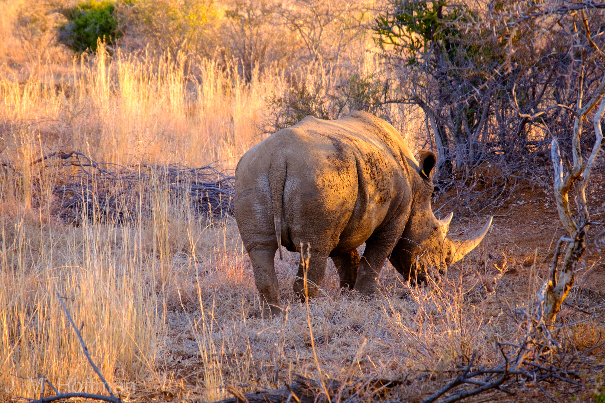 Rhino in Pilanesberg